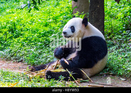 Panda gigante orso (Ailuropoda melanoleuca) sedersi e mangiare bambù fresco Foto Stock