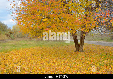 Lonely bellissima autumn tree e caduta foglie Foto Stock