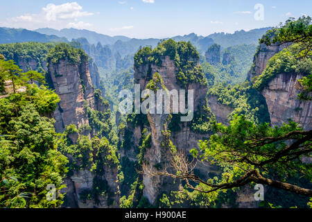 Vista su alte colonne di arenaria e le formazioni in Zhangjiajie national park, Hunan, Cina Foto Stock