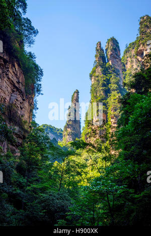 Vista su alte colonne di arenaria e le formazioni in Zhangjiajie national park, Hunan, Cina Foto Stock