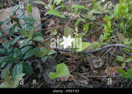 Chickweed wintergreen, Trientalis europaea, Finlandia Foto Stock