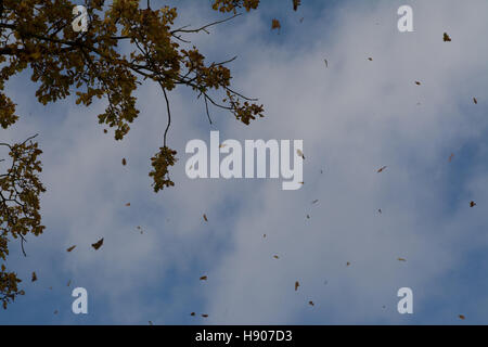 Foglie di autunno essendo soffiato di albero durante il tempo ventoso Foto Stock