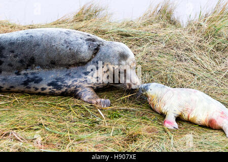 Lincolnshire, Regno Unito. 17 Novembre, 2016. Donna Nook grigio colonia di foche ritorno alla Lincolnshire lungo la costa orientale del Regno Unito Inghilterra per avere i loro cuccioli 17-11-2016 nuovo cucciolo nato vicino a madre baciare neonato pup Halichoerus grypus Credito: Tommy (Louth)/Alamy Live News Foto Stock