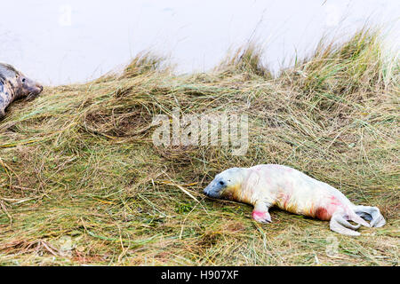 Lincolnshire, Regno Unito. 17 Novembre, 2016. Donna Nook grigio colonia di foche ritorno alla Lincolnshire lungo la costa orientale del Regno Unito Inghilterra per avere i loro cuccioli 17-11-2016 nuovo cucciolo nato vicino a madre neonato credito pup: Tommy (Louth)/Alamy Live News Foto Stock