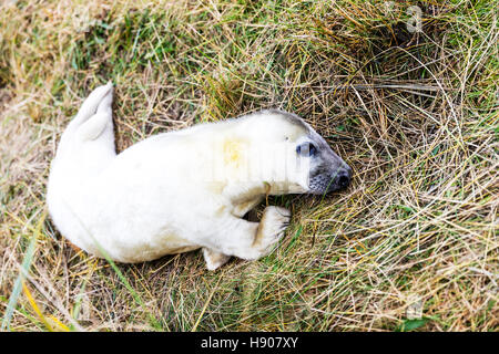 Lincolnshire, Regno Unito. 17 Novembre, 2016. Donna Nook grigio colonia di foche ritorno alla Lincolnshire lungo la costa orientale del Regno Unito Inghilterra per avere i loro cuccioli 17-11-2016 nuova nata pup pup neonato in dune di sabbia Halichoerus grypus Credito: Tommy (Louth)/Alamy Live News Foto Stock