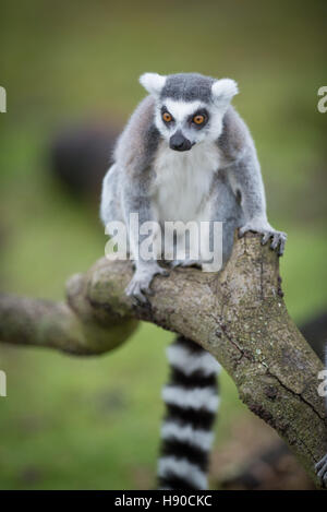 Lo Zoo Whipsnade, Dunstable, Regno Unito. Il 10 gennaio 2017. Migliaia di animali vengono contate a ZSL Whipsnade Zoo come i custodi del giardino zoologico una marcia in più per il grande compito dell'anno - il 2017 annuale di constatazione. La casa di più di 3.300 animali, i detentori del Regno Unito il più grande zoo di stilare un bilancio di ciascuno e di ogni invertebrato, uccelli, pesci, mammiferi, rettili e anfibi. Andrew Walmsley/Alamy Live News Foto Stock