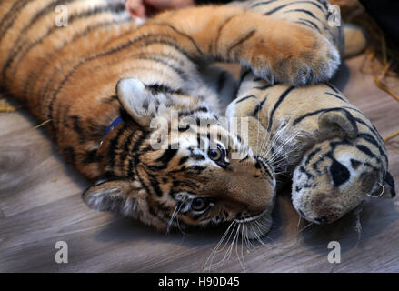 Lubecca, Germania. Il 9 gennaio, 2017. Elsa il 4-mese-vecchio tigre siberiana cub giacente con un giocattolo morbido nel suo contenitore nel Farell casa di famiglia a Lubecca, Germania, 9 gennaio 2017. Elsa è nato in un circo itinerante ed è stato rifiutato da sua madre, così la famiglia Farell da Luebeck sono state il suo allevamento a mano per settimane. Il giovane animale è dovuta a muoversi dalla famiglia è la casa per il proprio involucro all'Tigerpark Dassow zoo in marzo. Foto: Jens Büttner/dpa-Zentralbild/dpa/Alamy Live News Foto Stock