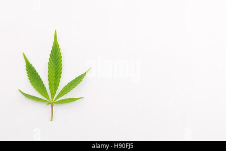 Singola pianta di marijuana su sfondo bianco Foto Stock