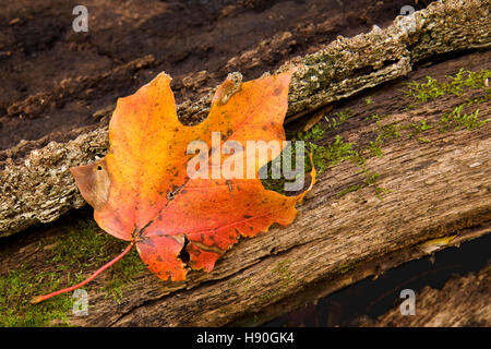 Moss si muove lentamente intorno a un autunno maple leaf. La foglia di appassimento si trova sulla parte superiore di un deterioramento di una albero caduto il ramo. Foto Stock