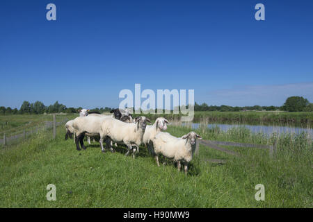 Gregge di pecore in un argine del fiume jümme, landkreis cloppenburg, oldenburg münsterland, Bassa Sassonia, Germania Foto Stock