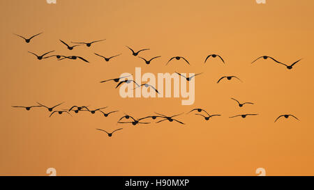 Oche in volo al tramonto, goldenstedter moor, Bassa Sassonia, Bassa Sassonia, Germania Foto Stock