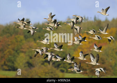 Graylag oche, Anser anser, mohrdorf lordo, mecklenburg-vorpommern, Germania Foto Stock