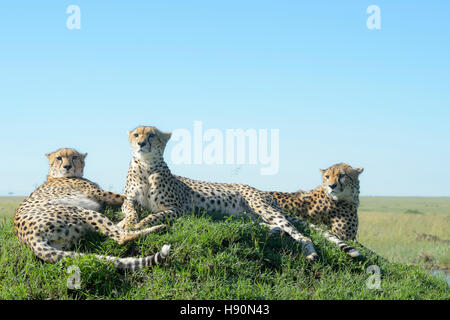 Tre ghepardo (Acinonix jubatus) su di una collina nella savana, vicino, il Masai Mara riserva nazionale, Kenya Foto Stock
