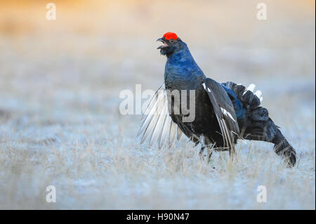 Visualizzazione maschio di gallo forcello, lyrurus tetrix, hamra national park, Gävleborgs län, Svezia Foto Stock