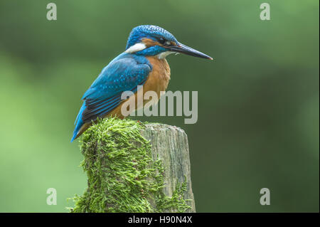 Comune di kingfisher, Alcedo atthis, Bad Iburg, Bassa Sassonia, Germania Foto Stock