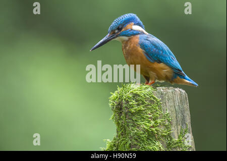 Comune di kingfisher, Alcedo atthis, Bad Iburg, Bassa Sassonia, Germania Foto Stock