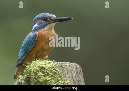 Comune di kingfisher, Alcedo atthis, Bad Iburg, Bassa Sassonia, Germania Foto Stock