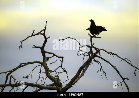 Visualizzazione maschio di gallo forcello, lyrurus tetrix, hamra national park, Gävleborgs län, Svezia Foto Stock