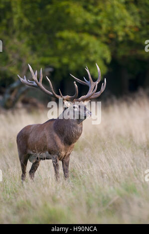 Maschio rosso cervo nel solco, Cervus elaphus, jaegersborg dyrehave, Klampenborg, Danimarca Foto Stock