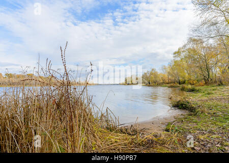 Pioppi e Salici vicino al fiume Dnieper a Kiev, Ucraina, all'inizio dell'autunno con un cielo nuvoloso Foto Stock