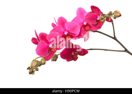 Ramo di orchidea viola isolato su sfondo bianco close up Foto Stock