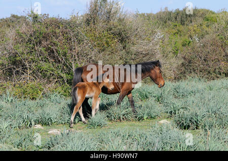 Giara di cavallo, metà cavallo selvaggio sulla Giara di Gesturi Altopiano, l'isola di Sardegna, Italia, Europa Foto Stock