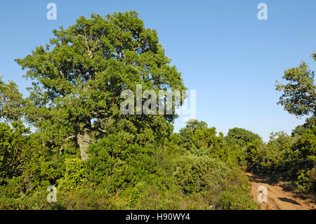 Giara di Gesturi Altopiano, Gesturi, Sardegna, Italia, Europa Foto Stock