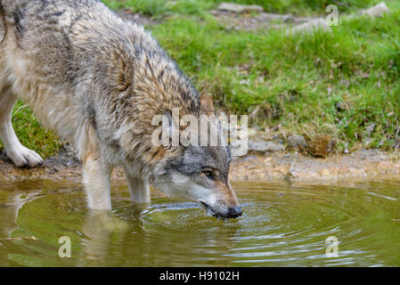 Europaeischer Wolf, Canis lupus, Europeo lupo grigio Foto Stock