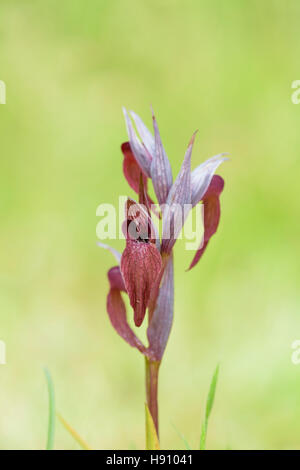 Istrischer Zungenstendel, Serapias istriaca, Lingua Orchid Istriacia Foto Stock