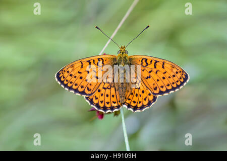 Saumfleck Perlmuttfalter, Brenthis hecate, twin-fritillary spot Foto Stock