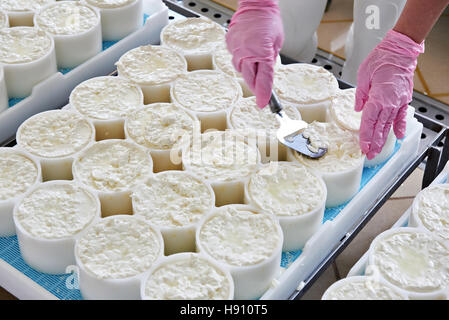 Allineamento del materiale di formaggio in stampi per la produzione di formaggio a pasta morbida Foto Stock