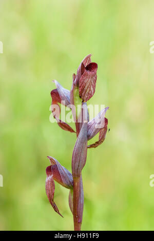 Istrischer Zungenstendel, Serapias istriaca, Lingua Orchid Istriacia Foto Stock