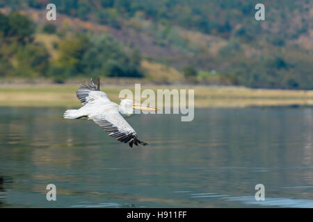 Krauskopf Pelikan, Pelecanus crispus, pellicano dalmata il lago di Kerkini Foto Stock
