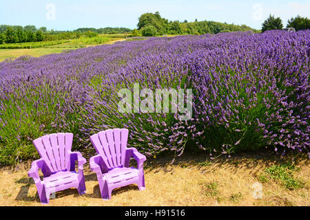 Campo di lavanda in Washington, Stati Uniti d'America Foto Stock