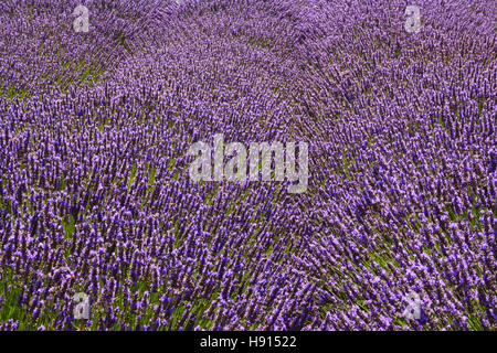 Campo di lavanda in Washington, Stati Uniti d'America Foto Stock