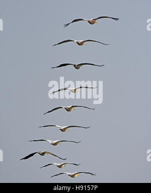 Pelican gregge in volo di migrazione Foto Stock