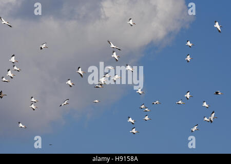 Pelican gregge in volo di migrazione Foto Stock