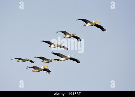 Pelican gregge in volo di migrazione Foto Stock