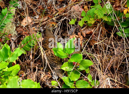 Ruffed grouse, Bonasa umbellus camouflage Foto Stock