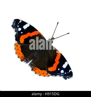 La bella rossa admiral butterfly isolato su uno sfondo bianco Foto Stock