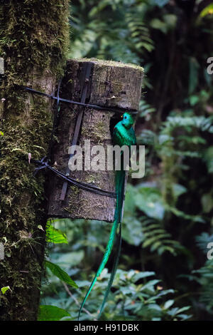 Uccelli Quetzal wild Monteverde Costa Rica Foto Stock