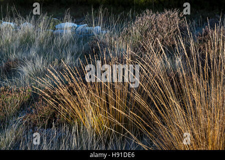 Close up di brughiera erbe in autunno sole mattutino. Il gelo nelle ombre. Foto Stock