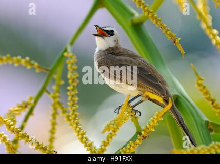 Giallo-sfiatato Bulbul (Pycnonotus goiavier) presso Berry tree. Isola di Phuket, Tailandia Foto Stock