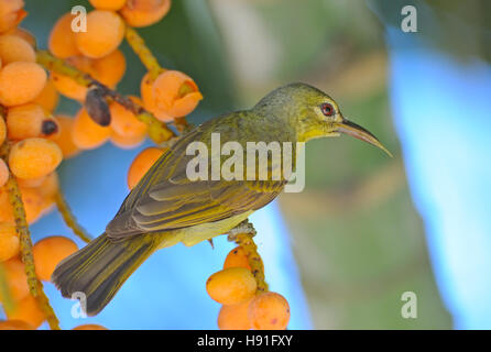 Femmina marrone-throated Sunbird (Anthreptes malacensis) presso Berry tree. Isola di Phuket, Tailandia Foto Stock