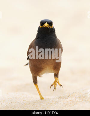 Myna comune (Acridotheres tristis) a piedi la spiaggia di sabbia dell'isola di Phuket, Tailandia Foto Stock