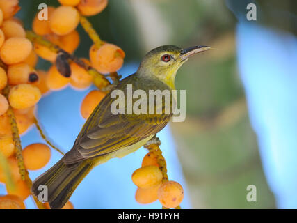 Femmina marrone-throated Sunbird (Anthreptes malacensis) presso Berry tree. Isola di Phuket, Tailandia Foto Stock