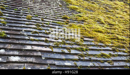 Il vecchio tetto in pietra il tiling con verde muschio cresce su di esso, dello sfondo della foto con il fuoco selettivo Foto Stock