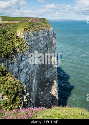 Bempton Cliffs vicino a Filey, North Yorkshire Foto Stock