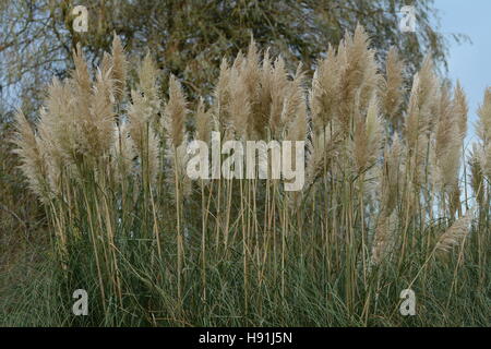 Erba di Pampa Foto Stock