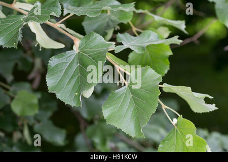 Silber-Linde, Silberlinde, Linde, Tilia tomentosa, Tilia argentea, argento linden, argento calce, Le Tilleul argenté, Tilleul de Hongrie Foto Stock